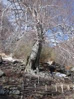 Acqua Rocca degli Zappini:  an enormous ancient beech tree.