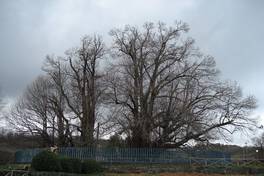 Der Kastanienbaum der hundert Pferde Ätna: zum Platz des Baumes