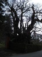 foto della strada che da Viagrande porta al Castagno dei Cento Cavalli - Etna:  un altro grande albero