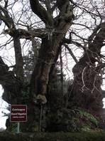 One hundred horses chestnut tree: il Castagno della Nave (the Chestnut of the Boat)