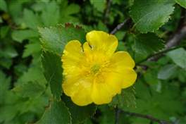 Hljodaklettar - Rauðhólar:  einer gelben Blume