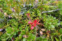 Hljodaklettar e Raudholar: piante rossastre