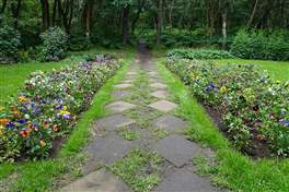 Hofdi Naturpark: kultivierte Blumen