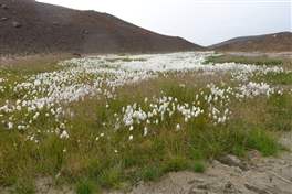 Viti crater in the Krafla caldera: cotton flower