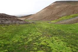 Viti crater in the Krafla caldera: meadows