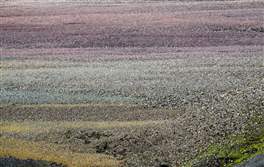 Brennisteinsalda hiking in Landmannalaugar area: a colorful carpet