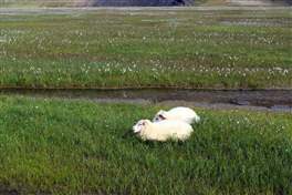 Trekking Brennisteinsalda nel Landmannalaugar: pecore al pascolo