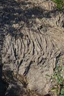 Thingvellir: Saiten Pahoehoe Lava