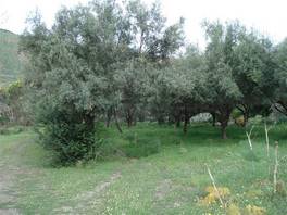 Simeto river lavic ravines: an olive grove