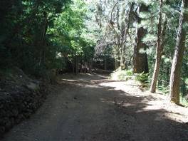 Altomontana path, mt Etna: pine trees wood