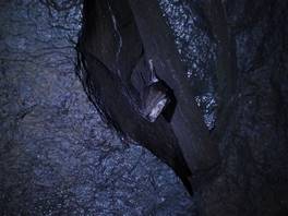 Der 'Grotta Cassone' Naturweg, auf dem vulkan Ätna: sympathische Fledermäuse