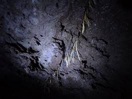 foto della Grotta Cassone - Etna: radici delle piante soprastanti