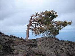 foto del percorso che arriva alla grotta del Gelo - Etna: quest'albero meraviglioso