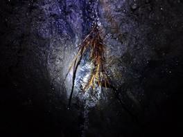 die Grotte Intraleo: Die Pflanzenwurzeln, die durch die Decke ragen