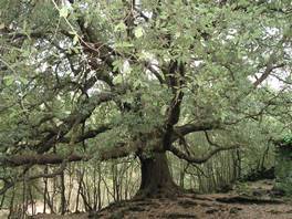 Der Weg, der zur Ilice di Carrinu, die größte Eiche des Ätna, führt: der große Baum
