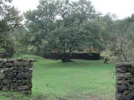foto del sentiero che porta all'Ilice di Carrinu - Etna: alberi nella radura