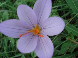 Ilice di Carrinu: autumn saffrons flowers