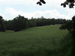 From Bolsena to Orvieto: grazing sheeps