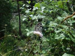 Weg, der zu den wunderschönen Tina-Seen: Schmetterlingen