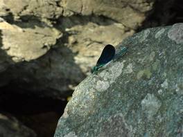 Weg, der zu den wunderschönen Tina-Seen: Libellen