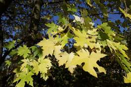 Sentiero del viandante - Abbadia Lariana - Lierna: i colori delle foglie d'autunno