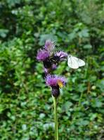 vom Seilbahn Parkplatz in Barzio bis zur Buzzoni-Hütte: Schmetterlinge
