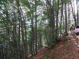 Einfacher Weg von Piani di Bobbio bis zur Buzzoni-Hütte: in einen Wald