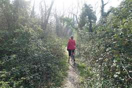 Cycleway from Cassano d'Adda to Lodi: is covered by brambles