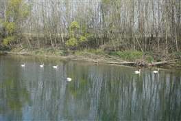 Cycleway from Cassano d'Adda to Lodi: Swans