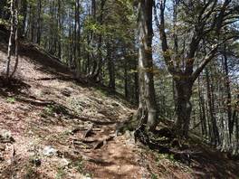 Der Ganda-Weg auf den Gipfel des Grigna und die Brioschi-Hütte: teilweise im Wald