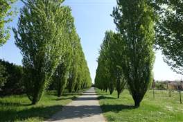 The Naviglio Pavese cycle route: tree-lined street