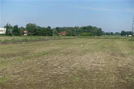 The Naviglio Pavese cycle route: White herons in the fields