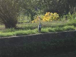 The Naviglio Pavese cycle route: A gray heron on the canal edge