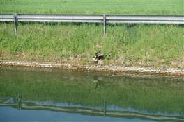 The Naviglio Pavese cycle route: ducks and ducklings