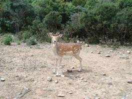 Mount Arcosu - Sa Canna trail, Sardinia: some injured deers inside