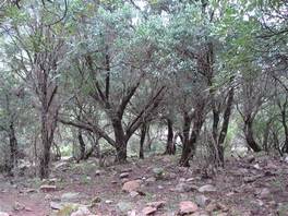 Mount Arcosu - Sa Canna trail, Sardinia: under the wood