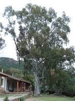 Mount Arcosu - Su Bacinu trail, Sardinia: huge eucalyptus