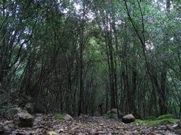 Riserva di Monte Arcosu - Sentiero Su Bacinu: molto suggestivi nel bosco