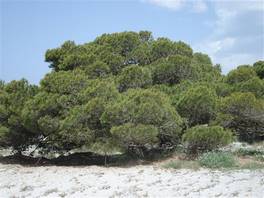 Porto Pino dunes: A pine tree wood