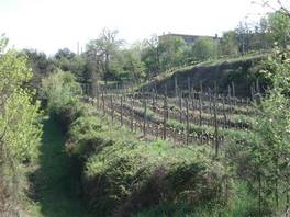 Alta val d Ambra: a nice vineyard