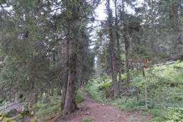 Dalla Baita Velon al rifugio Denza passando dal forte Pozzi Alti: Il sentiero 233 si inerpica nel bosco