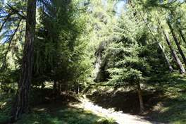 Percorso dalla Val di Rabbi al lago Corvo: preferiamo il bosco