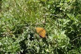 Percorso dalla Val di Rabbi al lago Corvo: farfalle