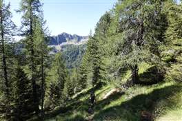 Ring route - Lago Alto, Tre Laghi, Lago Scuro: path proceed inside the wood