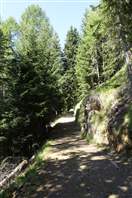 From Pian Palù to Lagostel lake:  The trail proceeds in the forest