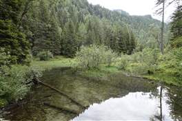 From Marilleva to the Malga Artuick through the lake Stablo: the lake looks like a swamp