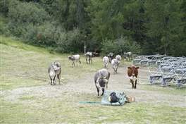 From Marilleva to Orti refuge: Many cows followed us