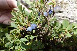 From the Tonale pass to the lake Monticello through the Presena stream bed Stablo: blueberries