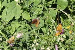 From the Tonale pass to the lake Monticello through the Presena stream bed Stablo: Butterflies