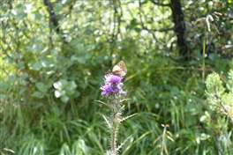From Val Piana to the Barco lake: butterflies